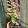 Variegated Devil's Backbone Live Plant - Rare Euphorbia tithymaloides Succulent - Image 1