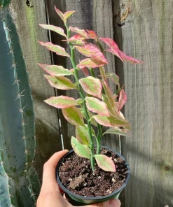 Variegated Devil's Backbone Live Plant - Rare Euphorbia tithymaloides Succulent - Image 1
