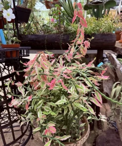 Variegated Devil's Backbone Live Plant – Unique Houseplant Foliage - Image 2