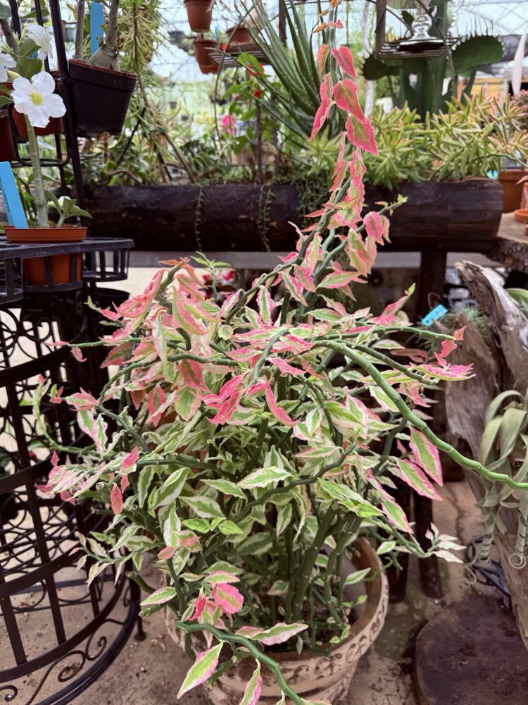 Variegated Devil's Backbone Live Plant – Unique Houseplant Foliage - Image 2