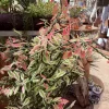 Variegated Devil's Backbone Live Plant – Unique Houseplant Foliage - Image 1