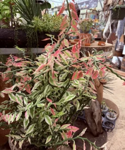 Variegated Devil's Backbone Live Plant – Unique Houseplant Foliage - Image 1