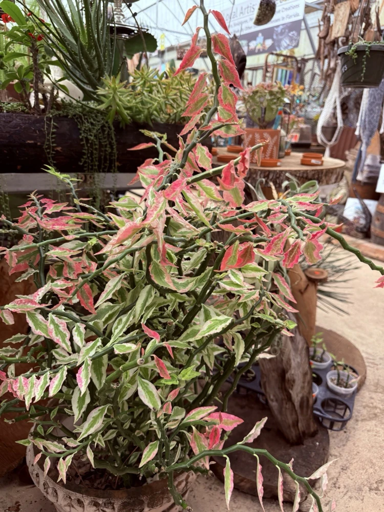 Variegated Devil's Backbone Live Plant – Unique Houseplant Foliage - Image 1