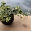 Variegated English Ivy Live Plant – Hedera helix Trailing Vine – Indoor/Outdoor - Image 1
