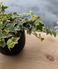 Variegated English Ivy Live Plant – Hedera helix Trailing Vine – Indoor/Outdoor - Image 1