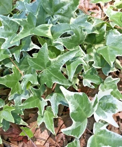 Variegated English Ivy Live Plants, Hedera helix, 7-Pack, 4-8 Inch Bare Root, Shade Ground Cover Vine - Image 2