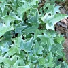 Variegated English Ivy Live Plants, Hedera helix, 7-Pack, 4-8 Inch Bare Root, Shade Ground Cover Vine - Image 1