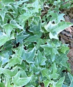Variegated English Ivy Live Plants, Hedera helix, 7-Pack, 4-8 Inch Bare Root, Shade Ground Cover Vine - Image 1