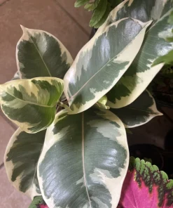 Variegated Fig Tree Live Plant, 36 inch Tall, Potted Indoor/Outdoor - Image 2