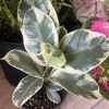 Variegated Fig Tree Live Plant, 36 inch Tall, Potted Indoor/Outdoor - Image 1