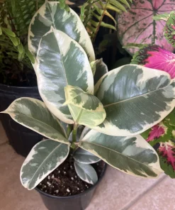Variegated Fig Tree Live Plant, 36 inch Tall, Potted Indoor/Outdoor - Image 1