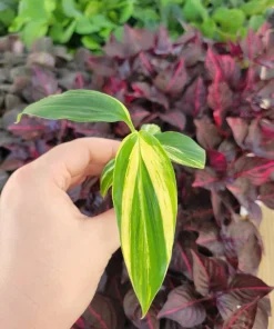 Variegated Ginger Live Plant - Tropical Foliage Houseplant - Image 2