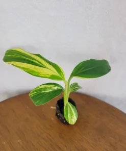 Variegated Ginger Live Plant - Tropical Foliage Houseplant - Image 3