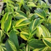 Variegated Ginger Live Plant - Tropical Foliage Houseplant - Image 1
