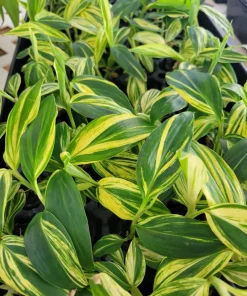 Variegated Ginger Live Plant - Tropical Foliage Houseplant - Image 1