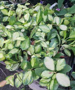 Variegated Hoya Australis Lisa Live Plant - 4 inch Nursery Pot - Indoor Vining - Image 2