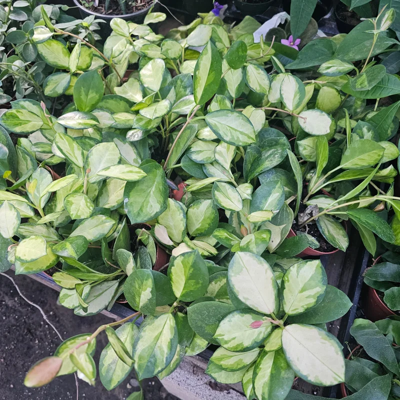 Variegated Hoya Australis Lisa Live Plant - 4 inch Nursery Pot - Indoor Vining - Image 2