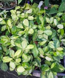 Variegated Hoya Australis Lisa Live Plant - 4 inch Nursery Pot - Indoor Vining - Image 3