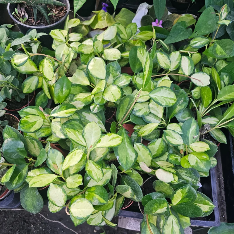 Variegated Hoya Australis Lisa Live Plant - 4 inch Nursery Pot - Indoor Vining - Image 3