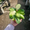 Variegated Hoya Australis Lisa Live Plant - 4 inch Nursery Pot - Indoor Vining - Image 1