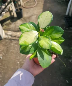Variegated Hoya Australis Lisa Live Plant - 4 inch Nursery Pot - Indoor Vining - Image 1