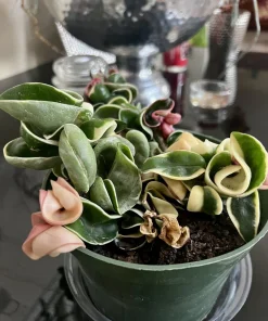 Variegated Hoya Carnosa 'Krimson Queen' Live Plant – 8-inch Pot – Indoor Houseplant - Image 2