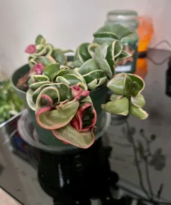Variegated Hoya Carnosa 'Krimson Queen' Live Plant – 8-inch Pot – Indoor Houseplant - Image 3