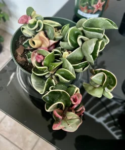 Variegated Hoya Carnosa 'Krimson Queen' Live Plant – 8-inch Pot – Indoor Houseplant - Image 4