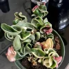 Variegated Hoya Carnosa 'Krimson Queen' Live Plant – 8-inch Pot – Indoor Houseplant - Image 1