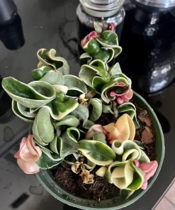 Variegated Hoya Carnosa 'Krimson Queen' Live Plant – 8-inch Pot – Indoor Houseplant - Image 1