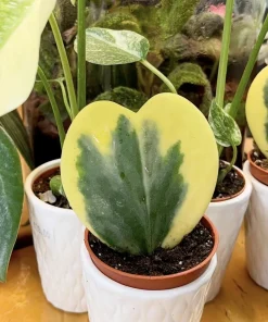 Variegated Hoya Kerrii Live Plant - Heart-Shaped Succulent Houseplant - Image 1