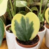 Variegated Hoya Kerrii Live Plant - Sweetheart Hoya Wax Plant - Image 1