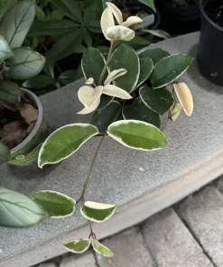 Variegated Hoya Live Plant - Rare Wax Plant Houseplant - Indoor Climber - Image 2