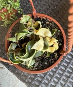 Variegated Hoya Rope Live Plant - Hoya Compacta Variegata Wax Plant, Indoor Houseplant - Image 3