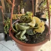 Variegated Hoya Rope Live Plant - Hoya Compacta Variegata Wax Plant, Indoor Houseplant - Image 1