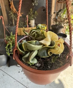 Variegated Hoya Rope Live Plant - Hoya Compacta Variegata Wax Plant, Indoor Houseplant - Image 1