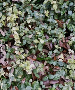 Variegated Jasmine Live Plant - Fragrant Indoor/Outdoor Vine - Image 2