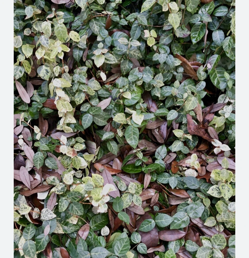 Variegated Jasmine Live Plant - Fragrant Indoor/Outdoor Vine - Image 2