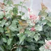 Variegated Jasmine Live Plant - Fragrant Indoor/Outdoor Vine - Image 1