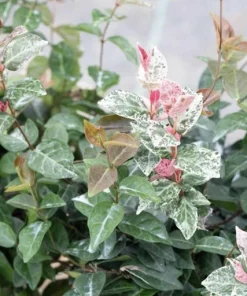 Variegated Jasmine Live Plant - Fragrant Indoor/Outdoor Vine - Image 1