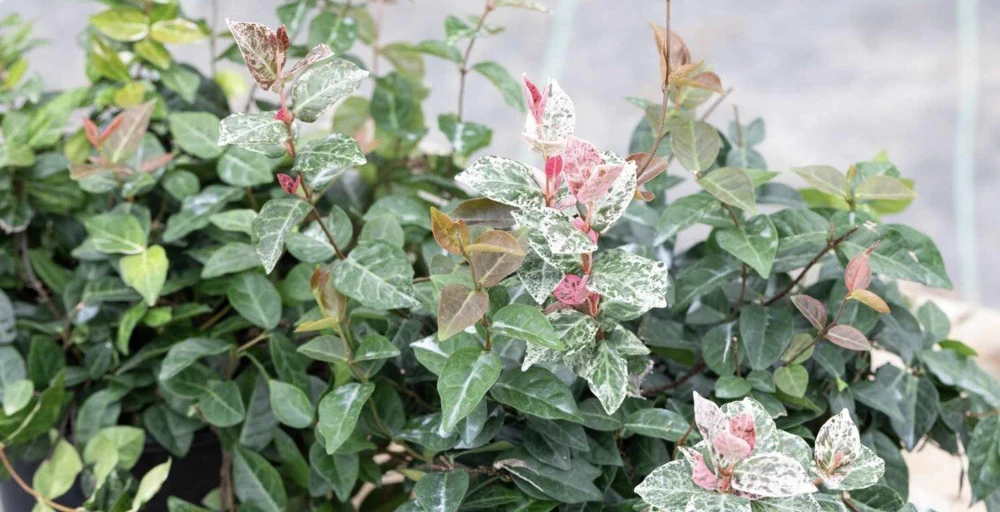 Variegated Jasmine Live Plant - Fragrant Indoor/Outdoor Vine - Image 1