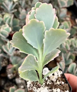 Variegated Kalanchoe Fedtschenkoi Live Plant – Lavender Scallops Succulent in 2" Pot - Image 2