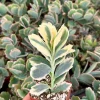 Variegated Kalanchoe Fedtschenkoi Live Plant – Lavender Scallops Succulent in 2" Pot - Image 1