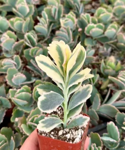 Variegated Kalanchoe Fedtschenkoi Live Plant – Lavender Scallops Succulent in 2" Pot - Image 1