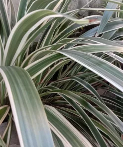 Variegated New Zealand Flax Seeds - Phormium Tenax Variegatum Ornamental Grass Seeds - 10 Seeds - Image 10
