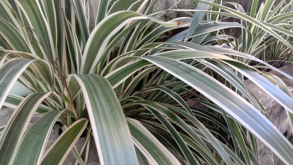 Variegated New Zealand Flax Seeds - Phormium Tenax Variegatum Ornamental Grass Seeds - 10 Seeds - Image 10