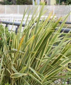 Variegated New Zealand Flax Seeds - Phormium Tenax Variegatum Ornamental Grass Seeds - 10 Seeds - Image 11