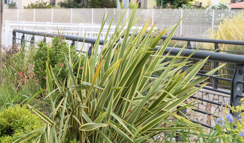 Variegated New Zealand Flax Seeds - Phormium Tenax Variegatum Ornamental Grass Seeds - 10 Seeds - Image 11