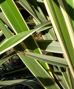 Variegated New Zealand Flax Seeds - Phormium Tenax Variegatum Ornamental Grass Seeds - 10 Seeds - Image 12