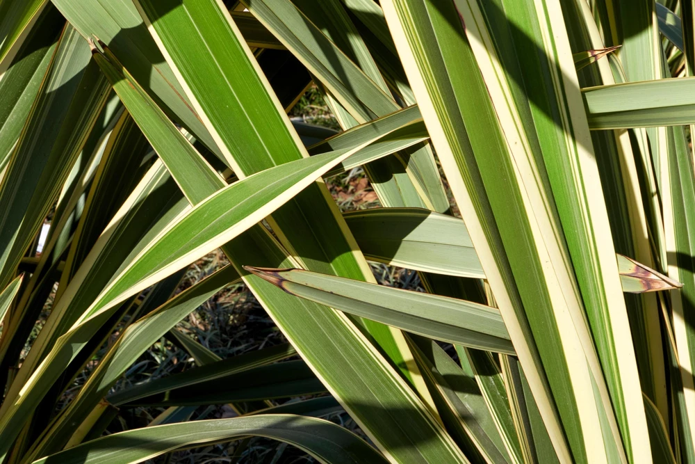 Variegated New Zealand Flax Seeds - Phormium Tenax Variegatum Ornamental Grass Seeds - 10 Seeds - Image 12